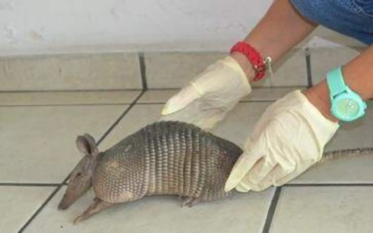 El armadillo es considerado un animal silvestre, por lo que su consumo está prohibido Profepa Archivo